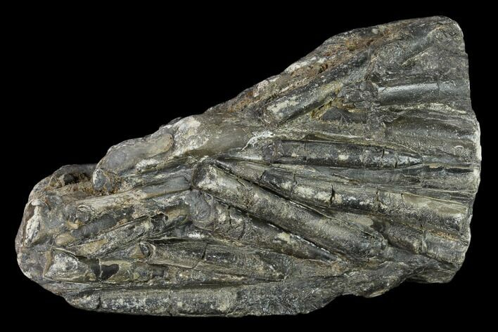 Plate Of Belemnite Fossils - England #131982